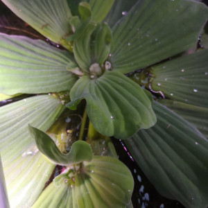 Laitue d´eau
