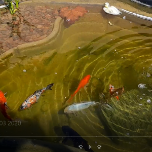 Acheter Un Poisson Shubunkin Achat En Ligne Aquariophilie Aquascaping Aquarium Bassin