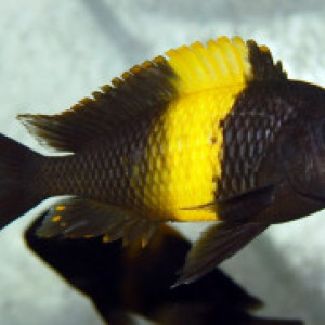 Tropheus moorii