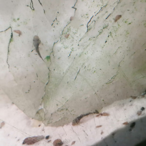 Ancistrus temminckii