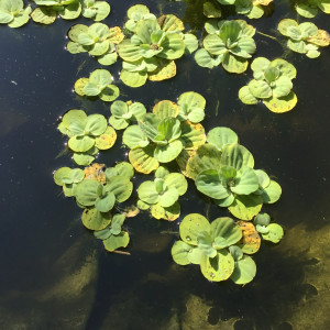 Plante flottante pour bassin