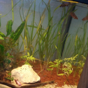 Récupère si vous jeter plantes.racines.chauffage.aquariums