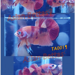 Nemo TA001