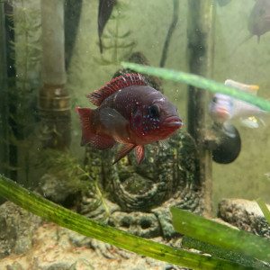 Hemichromis Bimaculatus Cichlidé Poisson joyaux à deux Tâches