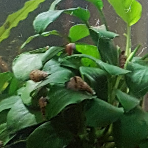 Escargot Mélanoïde