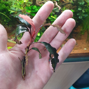 Bucephalandra pink martini