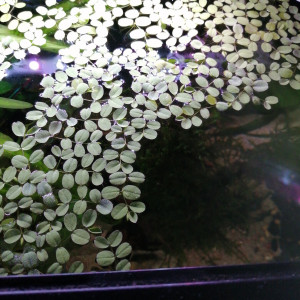 Salvinia