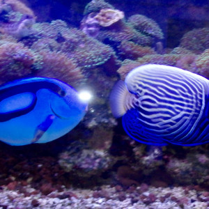 Je cède un lot de poissons d'eau de mer