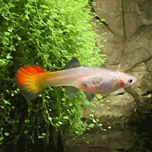 Guppy femelle sunset (environ 4 cm)