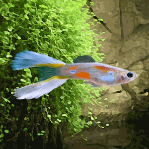 Guppy male lyre (environ 4 cm)