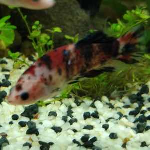 Femelle betta Combattant Red Koï 3,5 mois