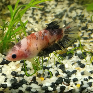 Betta Combattant Femelle Red Koï 3,5 mois F2