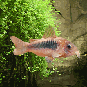 Corydoras aeneus (environ 3 cm)