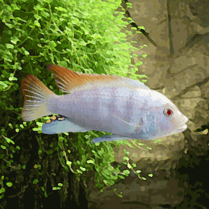 Pseudotropheus zebra albinos (environ 5 cm)