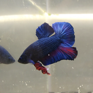 Betta Combattant plakat Mâle blue/red base 4 mois