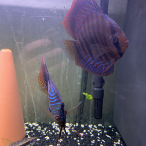 Couple discus