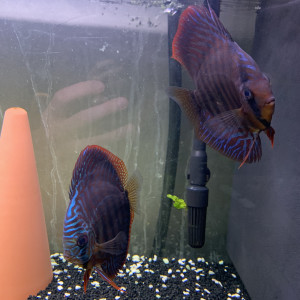 Couple discus