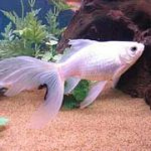 Je donne mes deux poisson rouge, URGENT A SAUVER