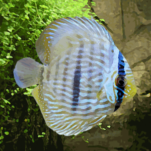 Discus heckel rio negro "novo airao" (7 à 10 cm)