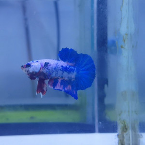 Betta Marbre bleu03