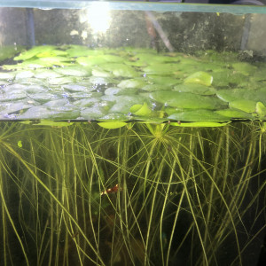 Limnobium Laevigatum plante flotante