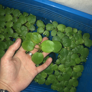 Limnobium Laevigatum plante flotante