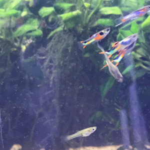 Guppy wingei mix mâle