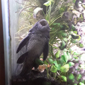 Plecostomus commun