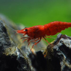 NEOCARIDINA DAVIDI FIRE RED