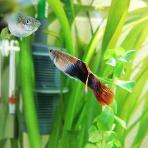 Donne jeunes guppys