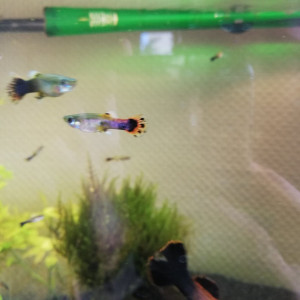Donne jeunes guppys
