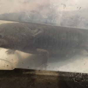 Femelle Sauvage et Albinos Gold