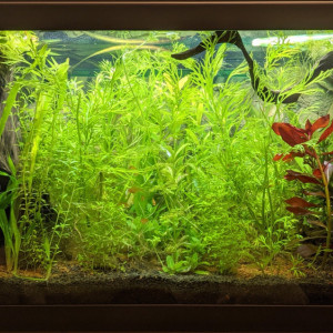 Cryptocoryne