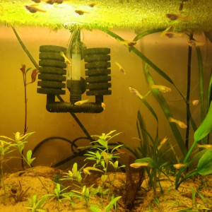 Guppy Sunset Selection