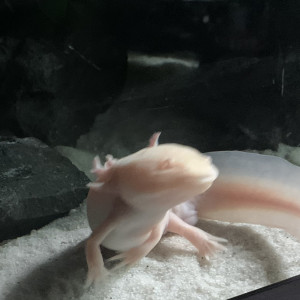 Axolotl  (Ambystoma mexicanum albinos dorée)