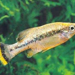 Ameca splendens