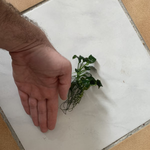 Anubia Nana Petite 5cm