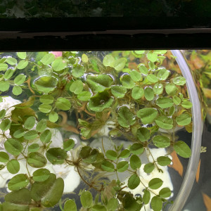 Salvinia  natans, plante oxygénante