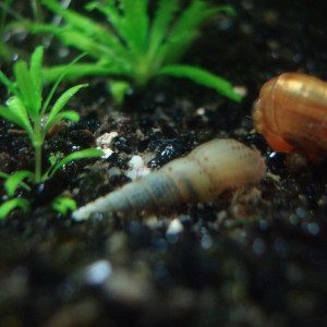 Plante d'aquarium et escargot