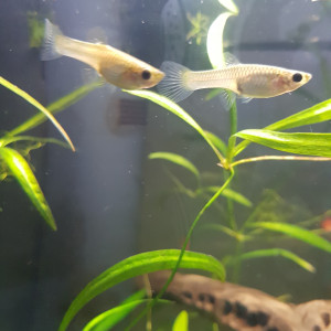 Guppy endler femelles