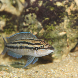 julidochromis Dickfeldi