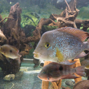 Geophagus iporangensis