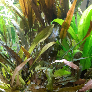 cryptocoryne wendtii