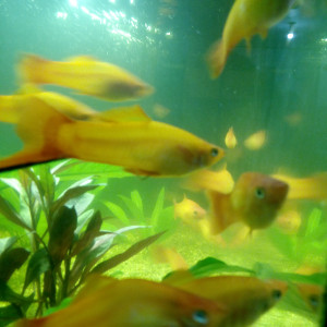 Xyphos Gold males