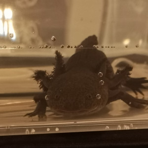 Recherche axolotl mâle adulte 07