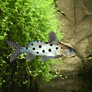 Synodontis ocellifer