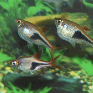 7 rasbora arlequin