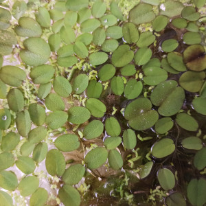 Salvinia natans