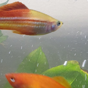 Dons de poissons en très bonne santé
