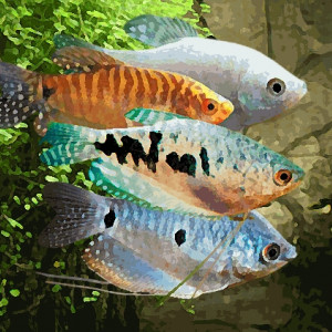 Gourami (environ 5 cm)